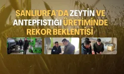 Şanlıurfa’da Zeytin ve Antepfıstığı Üretiminde Rekor Beklentisi