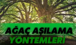 Ağaç Aşılama Nedir? İşte Ağaç Aşılamanın Yöntemleri ve Faydaları