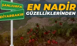 Doğanın En Nadir Güzelliklerinden: Şanlıurfa ve Diyarbakır’da Da Bulunuyor