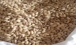 Şanlıurfa’da Yeni Haftada Fıstık Fiyatı Belli Oldu