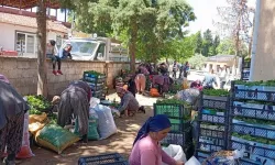 Manisa Sarıgöl'de Yaprak Bereketi Başladı: Hem Taze Satış Hem de Salamura Hazırlığı