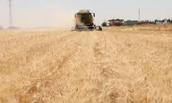 Şanlıurfa’da Buğday Yükseldi, Arpa Çakıldı!
