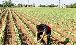 Şanlıurfa’dan Dünyaya Uzanan Beyaz Serüven Yeniden Başladı