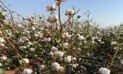 Şanlıurfa’da Pamuk Üreticileri Beklemede: Hasat Var, Fiyat Yok!