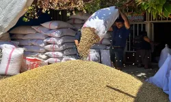 Şanlıurfa’da Fıstık Altınla Yarışıyor! İşte Güncel Fiyatla