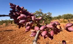 Şanlıurfa’da Fıstık Ateş Pahası! Rekor Üstüne Rekor