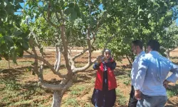 Şanlıurfa’da Uzmanlar Uyardı: Fıstıkta Erken Müdahale Şart!