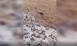 Şanlıurfa’da Nadir Anlardan Biri Kameraya Takıldı: “İlk Kez Bu Kadar Yakından Gördük”