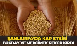 Şanlıurfa’da Kar Etkisi: Buğday ve Mercimek Rekor Kırdı