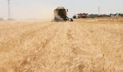 Şanlıurfa’da Buğday Yükseldi, Arpa Çakıldı!