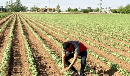 Şanlıurfa’dan Dünyaya Uzanan Beyaz Serüven Yeniden Başladı