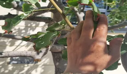 Şanlıurfa’da Hasat Yaklaşırken Fıstıkta Tehlike Büyüyor: Uzmanlar Uyardı!