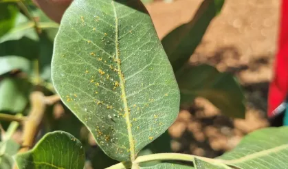 Şanlıurfa’da Fıstık Hasadı Öncesi Hastalık Alarmı: Ekipleri Sefer Oldu