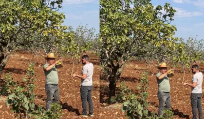 Şanlıurfa’da Fıstık Ağaçları Tehlikede