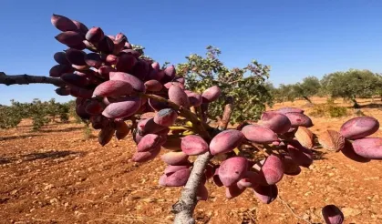 Şanlıurfa’da Fıstık Ateş Pahası! Rekor Üstüne Rekor