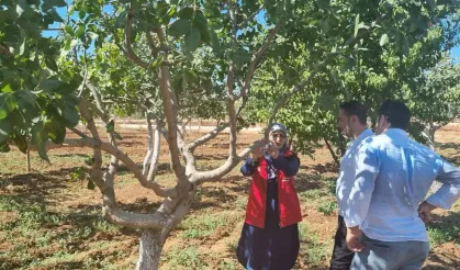 Şanlıurfa’da Uzmanlar Uyardı: Fıstıkta Erken Müdahale Şart!