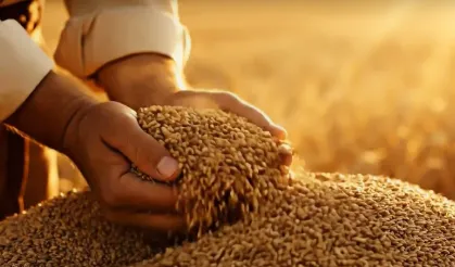 Türkiye’nin Tarım Devi Ceylanpınar 2025 Hububat Hasadında Büyük Başarıya İmza Attı