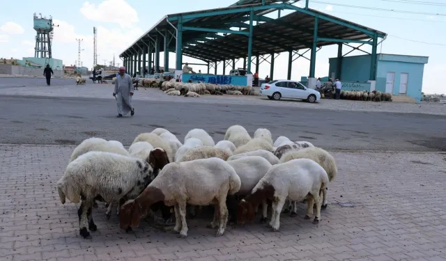 Şanlıurfa Bozova’da Kurban Kesim Yerleri Belli Oldu