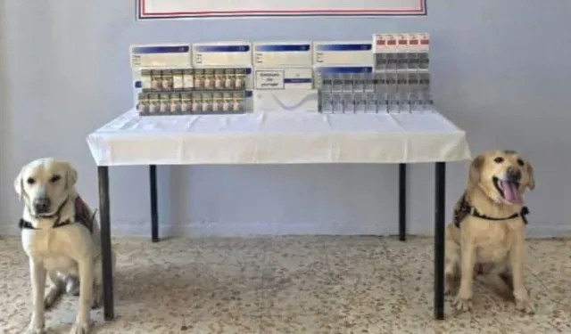 Şanlıurfa'da Köpeklerin Hassas Burnu Gerçeği Ortaya Çıkardı