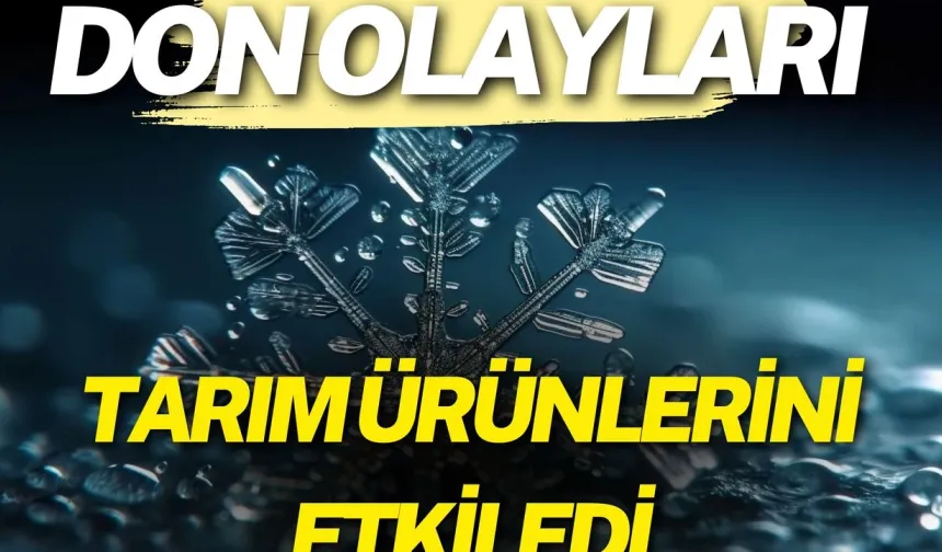 Don Olayları Tarım Ürünlerinde Fiyatları Nasıl Etkiler
