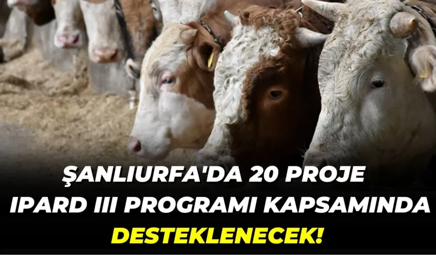 Şanlıurfa'da 20 Proje IPARD III Programı Kapsamında Desteklenecek!