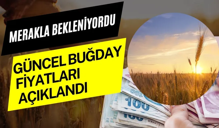 12 Mart 2025 Şanlıurfa Güncel Buğday Fiyatları