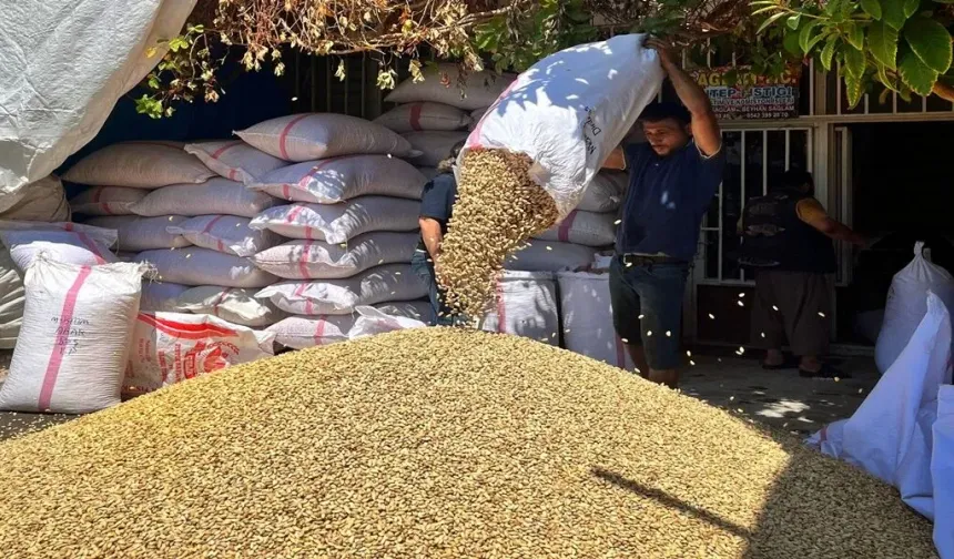 Şanlıurfa’da Fıstık Altınla Yarışıyor! İşte Güncel Fiyatla