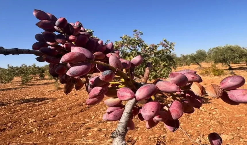 Şanlıurfa’da Fıstık Ateş Pahası! Rekor Üstüne Rekor