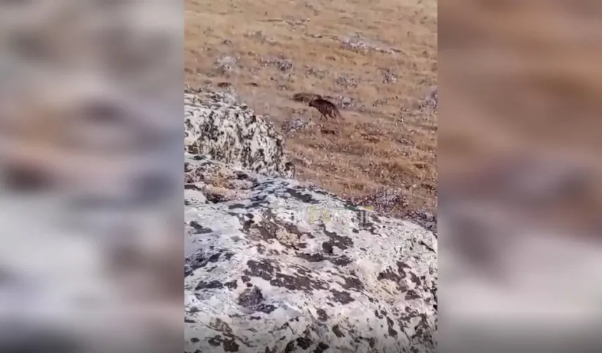 Şanlıurfa’da Nadir Anlardan Biri Kameraya Takıldı: “İlk Kez Bu Kadar Yakından Gördük”