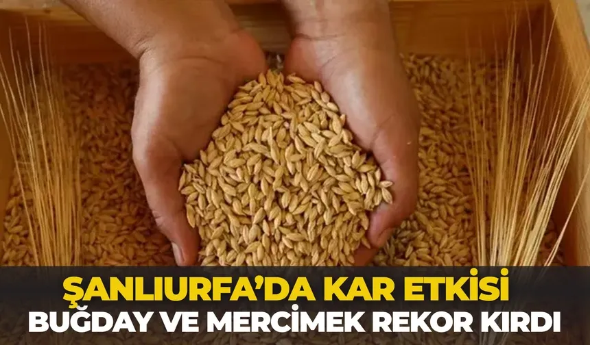 Şanlıurfa’da Kar Etkisi: Buğday ve Mercimek Rekor Kırdı
